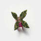 Pomegranate Claw | Winona Irene