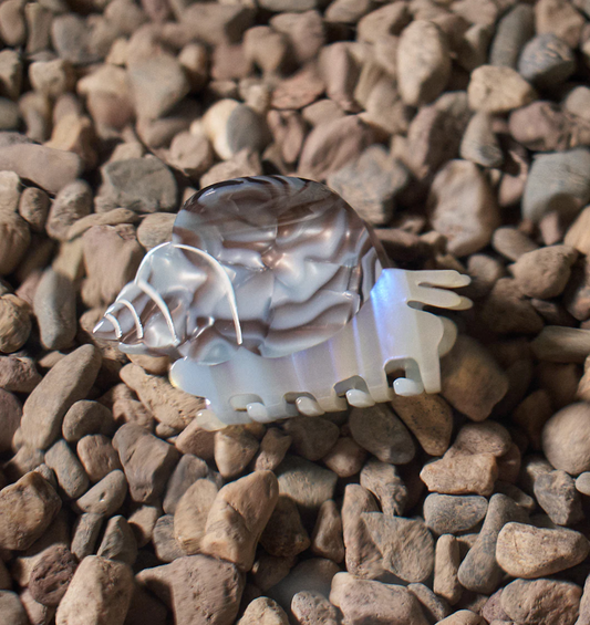 Blue Whelk Snail Claw