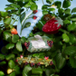 Wild Strawberry French Barrette Acetate Hair Clip  | Winona Irene